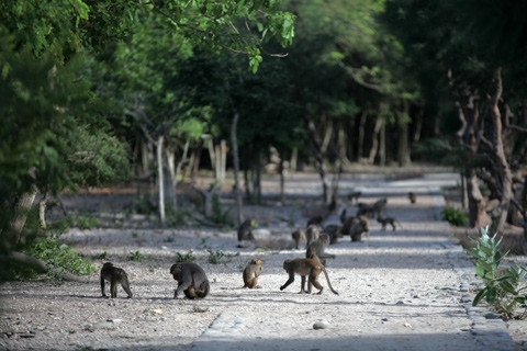 Unique monkey island in Nha Trang city